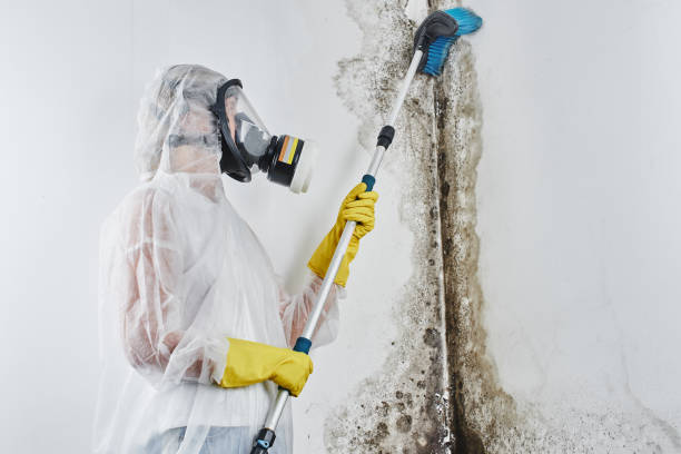 Best Residential Mold Remediation in Mathis, TX