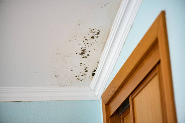 Best HVAC Mold Remediation in Mathis, TX