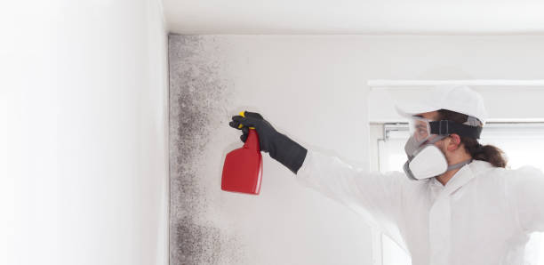 Best Localized Mold Remediation (e.g., coastal areas, humid climates) in Mathis, TX