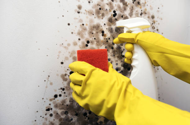Best DIY Mold Remediation Support Services in Mathis, TX