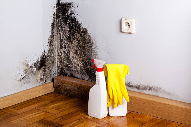 Best Health and Safety Mold Remediation in Mathis, TX