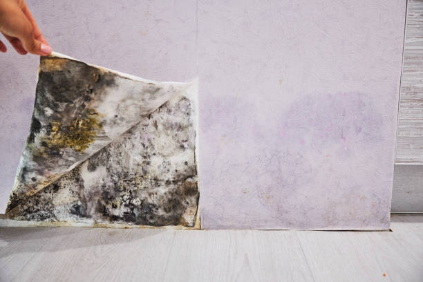 Trusted Mathis, TX Mold Remediation Experts